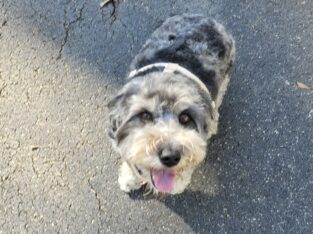 BERNEDOODLE