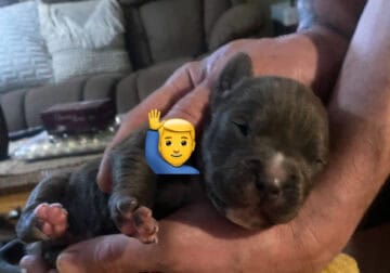 Short body pit Bulls
