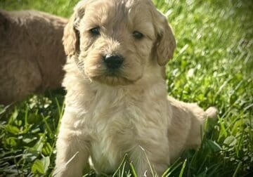 Mini Goldendoodles both Male and Female