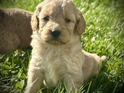 Mini Goldendoodles both Male and Female