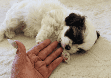 Shorkie puppies