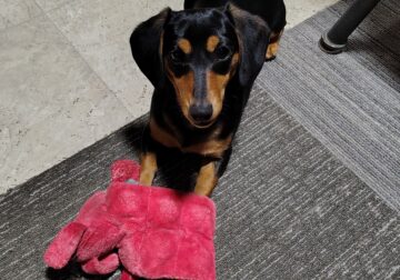 Dachshund puppy
