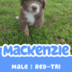 AKC Purebred Australian Shepherd Puppies for Sale