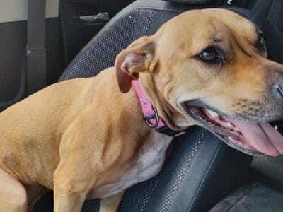 Rehoming