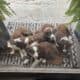 Border Collie Pups