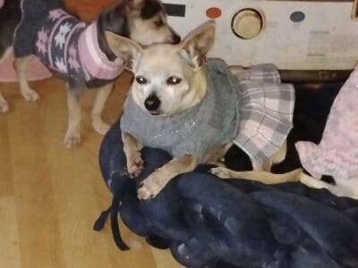 Senior female Chihuahua