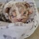 English Bulldog Lilac Tri Merle