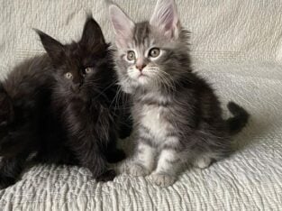 Fluffy Maine coon kittens Male and Female