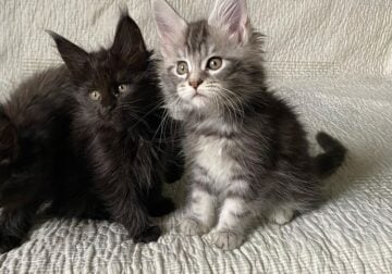 Fluffy Maine coon kittens Male and Female