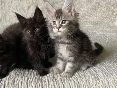 Fluffy Maine coon kittens Male and Female