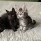 Fluffy Maine coon kittens Male and Female