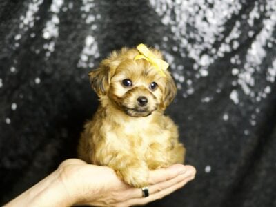 Dahlia F1 Yorkiepoo Female
