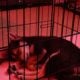 Shiba Inu Puppy For Sale