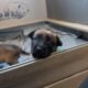Sweet Malinois puppies