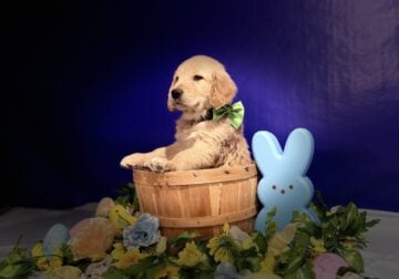 8 week AKC Golden Retriever Puppies
