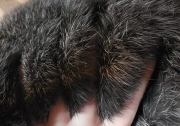 Pure bred Silver fox rabbits