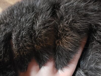 Pure bred Silver fox rabbits