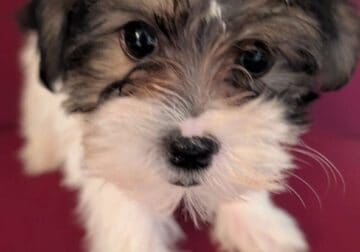 Morkie Pups