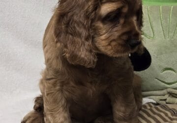 Precious Cocker Spaniel puppy