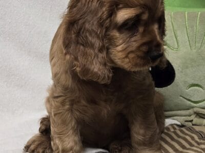 Precious Cocker Spaniel puppy