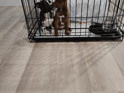 2 male/female Corgy Bull Terrier Puppies