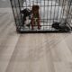 2 male/female Corgy Bull Terrier Puppies