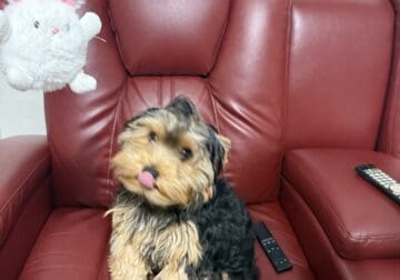 Male Yorkie Ready for ReHoming