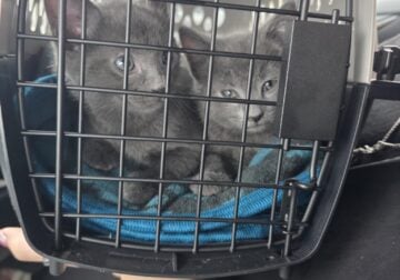 Russian Blue Kittens