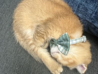 Meet Mishmish – Your Future Furry Best Friend!