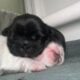 Pekingese Puppies