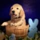 8 week AKC Golden Retriever Puppies