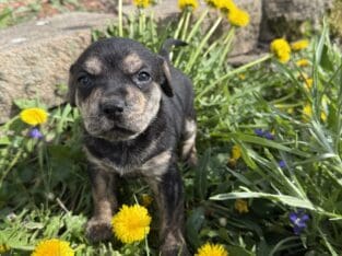 Female Puppy #1