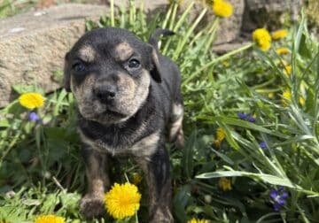 Female Puppy #1