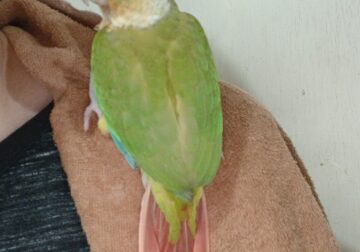 Tame Conure