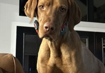 AKC registered Vizsla