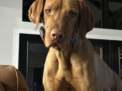 AKC registered Vizsla