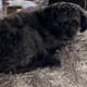 Shih Poo For Sale
