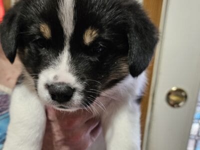 Selling 5 beautiful Bernese/Corgi pups.