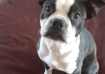 Purebred Boston Terrier Pup