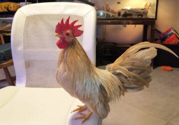 Friendly Rooster