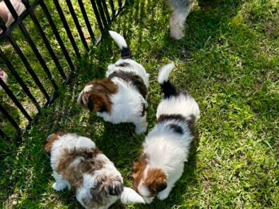 Papillon/ party line Yorkie