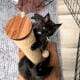Black European Maine Coon Kitten