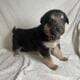 Shollie puppies