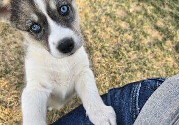 Siberian Husky/Corgi puppies