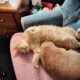 Rehoming 2 cats