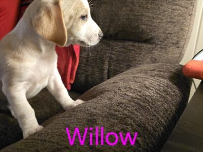 Jack Russell/Beagle mix puppy Willow