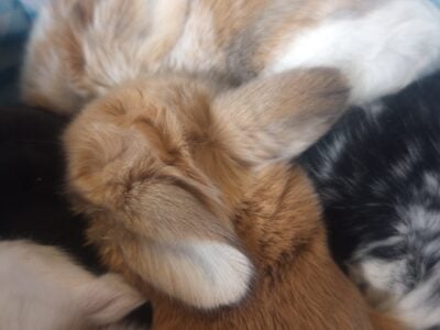 Preview of Upcoming Baby Lops!