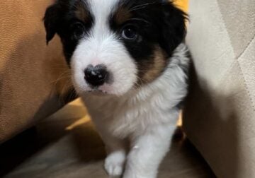 Australian Shepherd Puppies