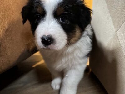 Australian Shepherd Puppies