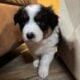 Australian Shepherd Puppies